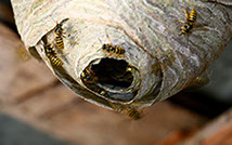 Was Sie über Schädlinge wissen sollten!